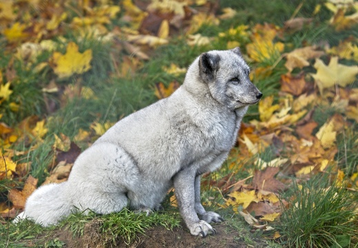 Skandinavisk Dyrepark